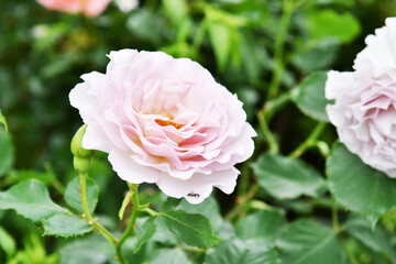紫色の薔薇