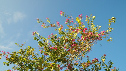 Look up view of branches of Bauhinia × blakeana (Hong Kong orchid tree) (Bauhinia) with purplish red flowers under a bright blue sky