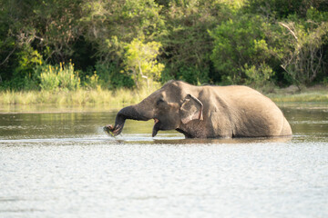 Elephants feeding and bathing in theYala National Park 
