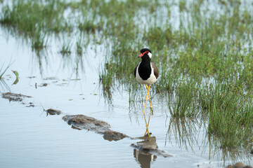  Red-wattled lapwing walking in the water