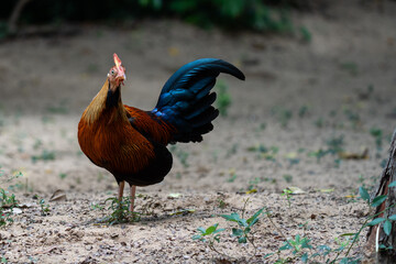 Sri Lankan junglefowl in Yala National Park