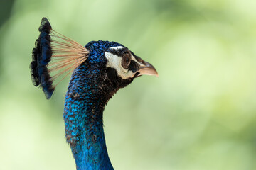 Peacock head over a green background. Horizontal format