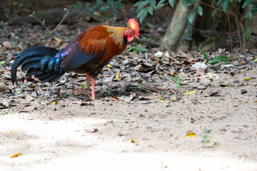 Sri Lankan junglefowl in Yala National Park