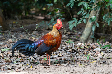 Sri Lankan junglefowl in Yala National Park