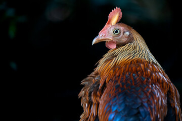 A close-up of a Sri Lankan junglefowl