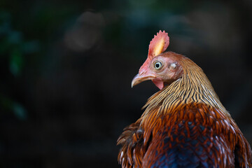 A close-up of a Sri Lankan junglefowl