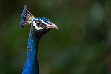 A selective focus shot of a blue peacock face