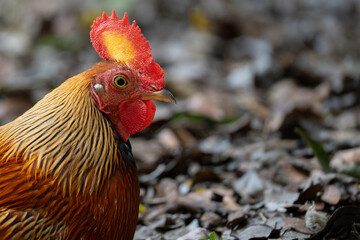 A close-up of a Sri Lankan junglefowl
