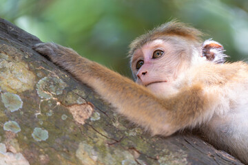 Close-up of monkey face in a nature background