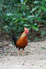 Sri Lankan junglefowl in Yala National Park