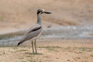 A closeup of a Great thick-knee  perched on the grass