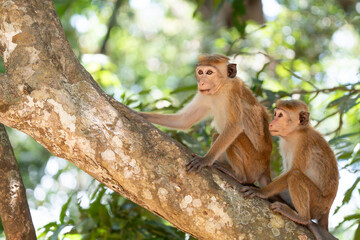 toque macaques in the wild in the jungles of Sri Lanka. Troop of monkeys on trees