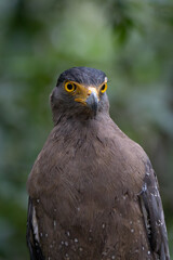 A closeup shot of a beautifu lCrested Serpent eagle 