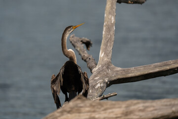 Oriental darter On a log
