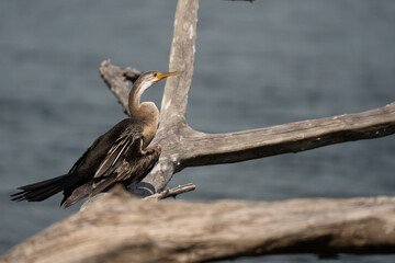 Oriental darter On a log