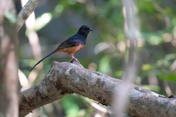  White-rumped shama perched on a tree branch