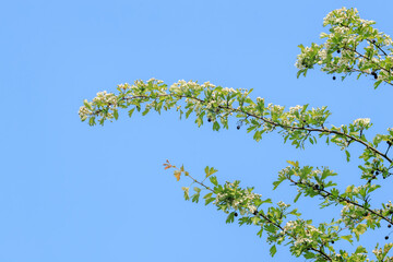 Hawthorn Branch with Spring Blossoms Against Blue Sky