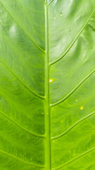 a close up of a big green leaf
