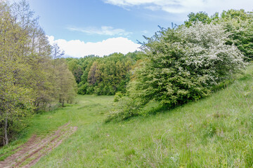 Blooming Hawthorn Trees on Spring Meadow Hillside