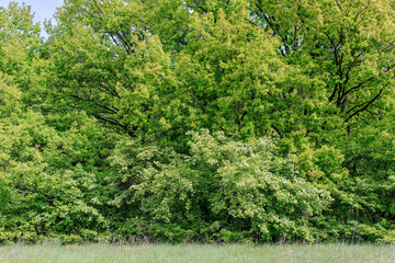 Obraz premium Hawthorn Shrubs Blooming at Forest Edge in Spring