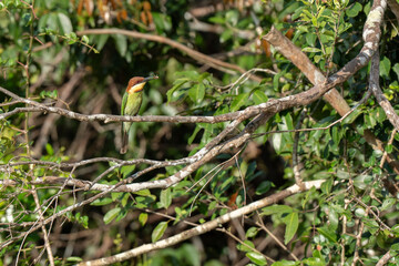  Chestnut-headed bee-eater perched on the branch