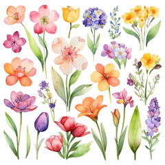 Collection of watercolor spring flowers transparent background
