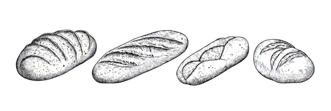 Hand drawn detailed sketch bread loaves set including ciabatta baguette sourdough and buns vintage bakery products vector illustration in monochrome style