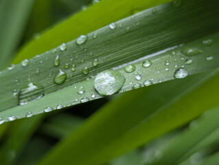After a warm spring rain on the wide or narrow leaves of a flower bed, in a garden or flower beds, the leaves collect droplets of moisture in transparent balls