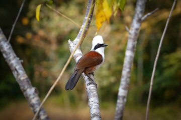 A White Crested Laughingthrush bird perched on a tree branch at Nam Nao National Park, Phetchabun,...