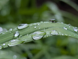 After a warm spring rain on the wide or narrow leaves of a flower bed, in a garden or flower beds,...