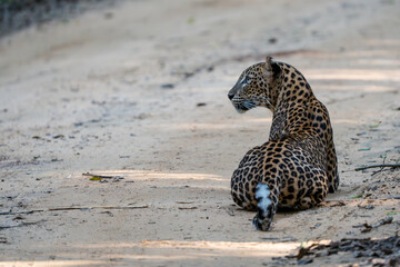 Leopard in the wild on the island of Sri Lanka
