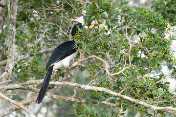 Close up of a Malabar pied hornbill on a tree branch © Thisara