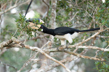 Close up of a Malabar pied hornbill on a tree branch