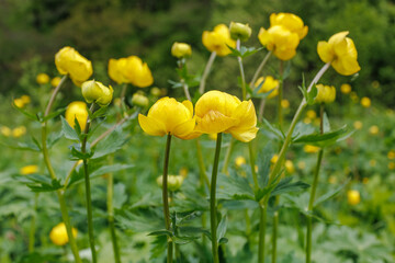 Trollius europaeus yellow globeflowers blooming in summer