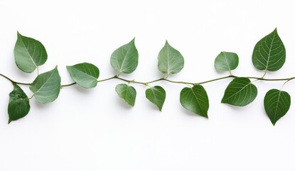 Fototapeta premium Fresh green leaves on a branch