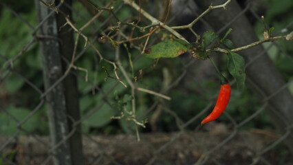 Red chili hanging on a branch wth green leaves, in a blurred bokeh dark background with barbed wire fence
