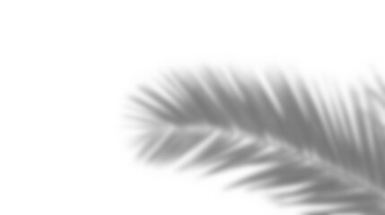 Obraz premium Leaf shadow overlay effect mockup with blurred leaves and foliage branch creating soft natural look for design presentations and creative backgrounds