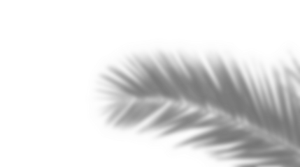 Leaf shadow overlay effect mockup with blurred leaves and foliage branch creating soft natural look for design presentations and creative backgrounds