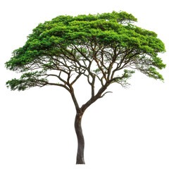 jungle rain forest tree isolated on transparent background