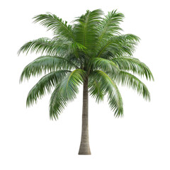 Obraz premium jungle rain forest tree isolated on transparent background