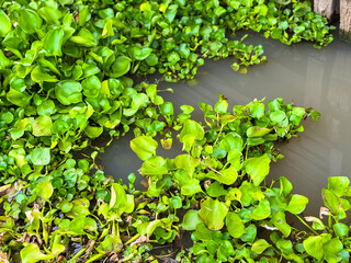 Water hyacinth floating in the river