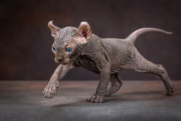 Canadian Sphynx kitten posing on a brown background. An elf with blue eyes, studio shooting.