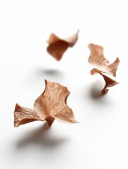 Floating dried petals on white background studio shot minimalist aesthetic delicate texture autumn concept