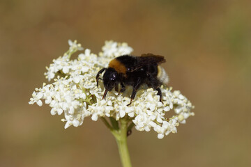 Cuckoo bumblebee, family Apidae on the flowers of elder (Sambucus nigra). Bombus vestalis or Bombus bohemicus. Dutch garden, Spring.