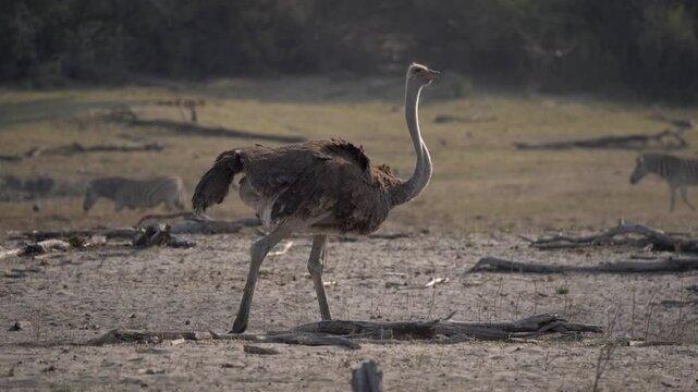 Ostrich pooping and walking in the Makgadikgadi National Park in Botswana, Africa.