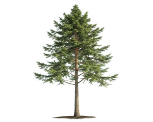 Obraz premium Full Grown Evergreen Tree with Lush Green Foliage Isolated on Transparent Background