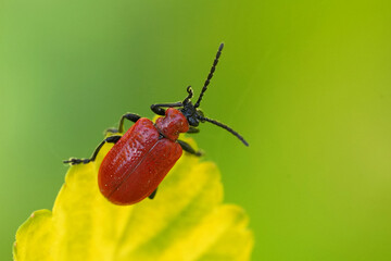 Closeup on the colorful vibrant scarlet red lily leaf beetle, Lilioceris lilii a pest species