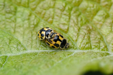 Closeup on a male and female fourteen spot lady beetle, Propylea quatuordecimpunctata