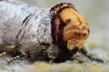 Closeup on a colorful European Buff-tip owlet moth, Phalera bucephala