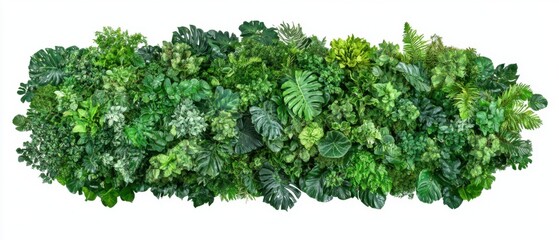 Lush Green Wall of Tropical Plants Displayed in Full Frame Studio Shot on White Background for Botanical Design